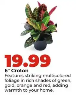 Hy-Vee 6" Croton offer