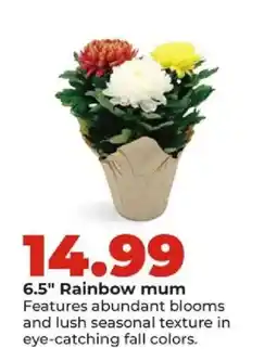 Hy-Vee 6.5" Rainbow mum offer