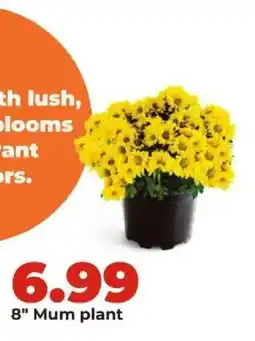 Hy-Vee 8" Mum plant offer