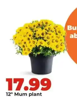 Hy-Vee 12" Mum plant offer