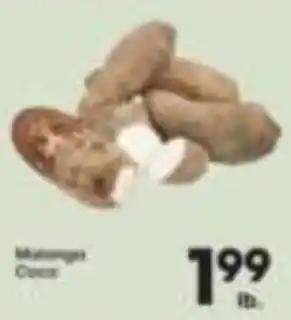 Matoango Coco
