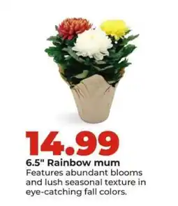 Hy-Vee 6.5 Rainbow mum offer