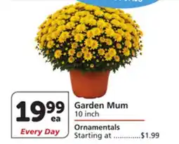 Albertsons Garden Mum offer