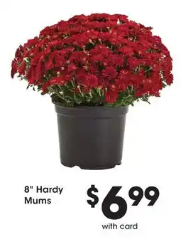 Mariano's 8 Hardy Mums offer
