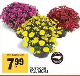 Food Lion Outdoor Fall Mums offer