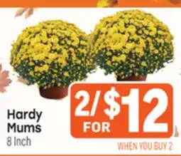 Tony’s Fresh Market Hardy Mums offer