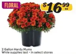 Winn Dixie Floral 2 Gallon Hardy Mums offer