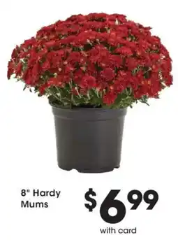 Mariano's 8" Hardy Mums offer