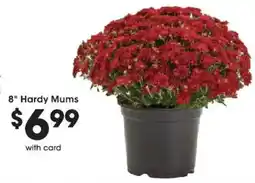 Mariano's 8" Hardy Mums offer