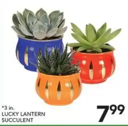 Pete's Fresh Market Lucky Lantern Succulent offer