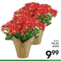 Pete's Fresh Market Pelee Mum offer