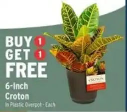 Brookshire's 6-inch Croton offer