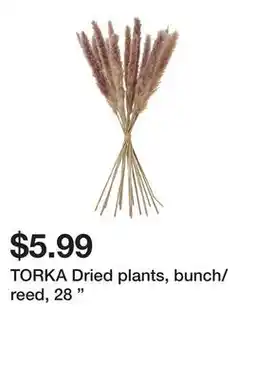 Ikea TORKA Dried plants, bunch/reed, 28 offer