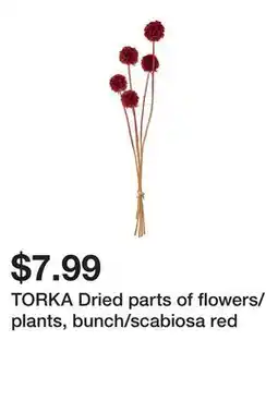 Ikea TORKA Dried parts of flowers/plants, bunch/scabiosa red offer