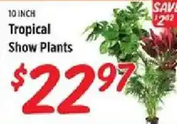 Rouses Tropical Show Plants offer