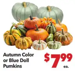 Vallarta Supermarkets Autumn Color or Blue Doll Pumkins offer