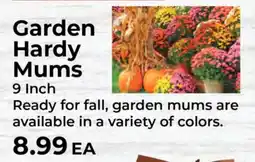 Sunset Foods Garden Hardy Mums offer