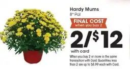 Pick'n Save Hardy Mums offer