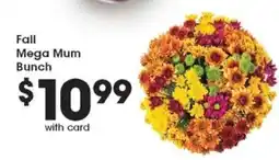 Pick'n Save Fall Mega Mum Bunch offer
