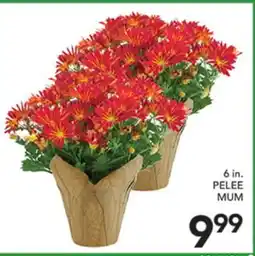 Pete's Fresh Market 6 IN. PELEE MUM offer