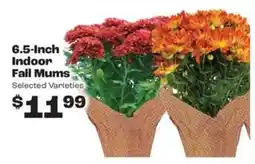 Rosauers 6.5-Inch Indoor Fall Mums offer