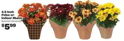 Rosauers Pelee or Indoor Mums offer