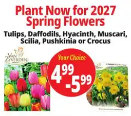 Ocean State Job Lot Plant Now for 2027 Spring Flowers offer