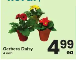 ACME Gerbera Daisy offer