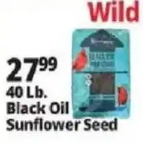 Ocean State Job Lot Wild Black Oil Sunflower Seed offer