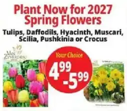 Ocean State Job Lot Van Zverden Spring Flowers offer