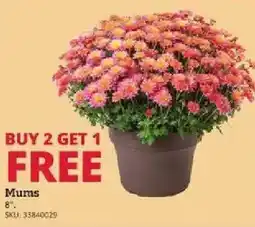 Rural King Mums offer