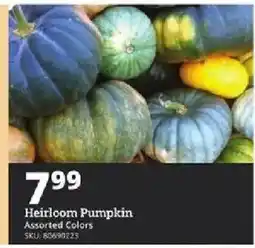 Rural King Heirloom Pumpkin offer