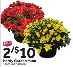 Stop&Shop Hardy Garden Mum offer