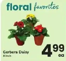 ACME Floral Favorites Gerbera Daisy offer