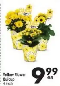 Randalls Yellow Flower Quicup offer