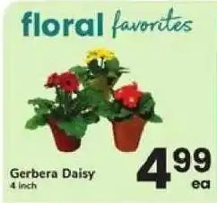 Safeway Floral Favorites Gerbera Daisy offer