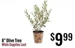 Jons International 6" Olive Tree offer