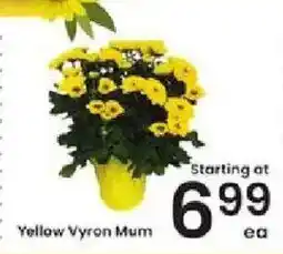 Albertsons Yellow Vyron Mum offer