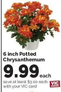Harris Teeter 6 inch Potted Chrysanthemum offer