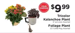 ShopRite Tricolor Kalanchoe Plant or Foliage Plant offer