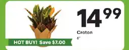 Coborn's Croton offer