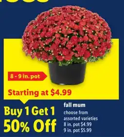 Lidl fall mum offer
