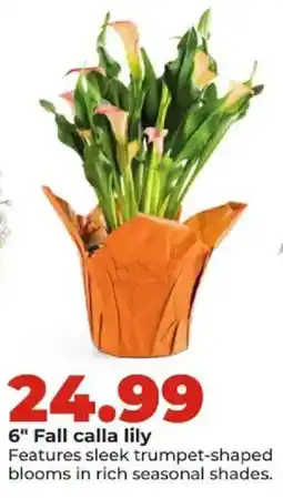 Hy-Vee 6" Fall calla lily offer
