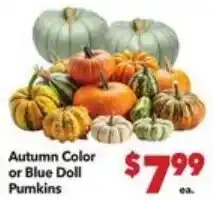 Vallarta Supermarkets Autumn Color or Blue Doll Pumpkins offer