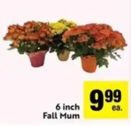 Save Mart 6 inch Fall Mum offer