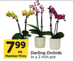 Albertsons Darling Orchids offer