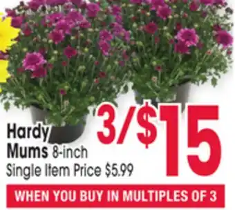 Jewel-Osco Hardy Mums offer