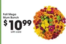 Mariano's Fall Mega Mum Bunch offer