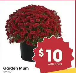 King Soopers Garden Mum offer