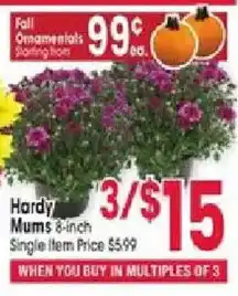 Jewel-Osco Hardy Mums 8-inch offer